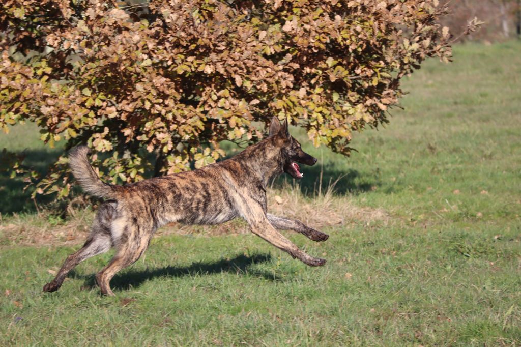 CH. Rhea silvia Des Sylves D'ébène