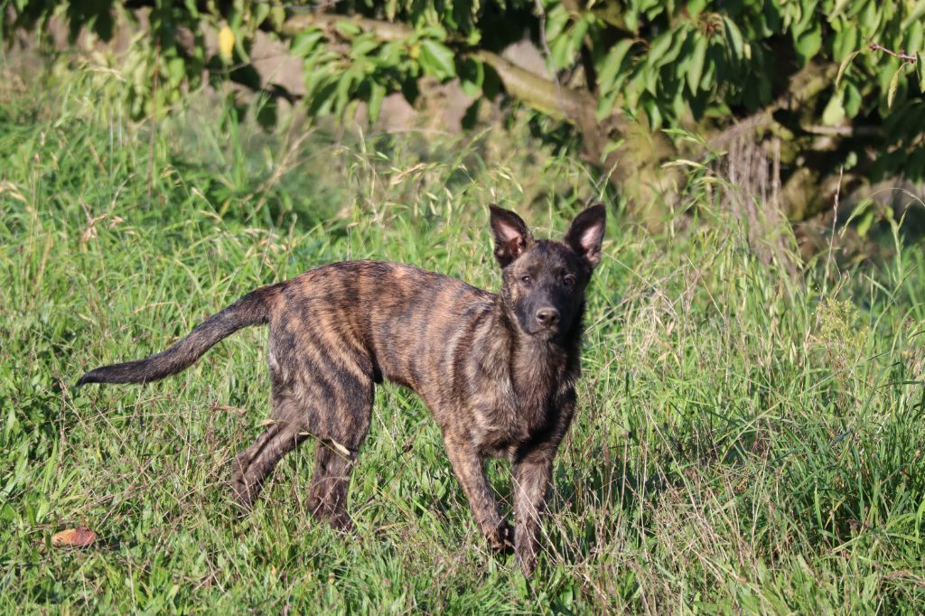 Des Sylves D'ébène - Chiot disponible  - Berger hollandais