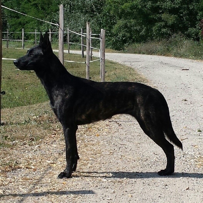 Hébène du domaine des Sphinx Noirs