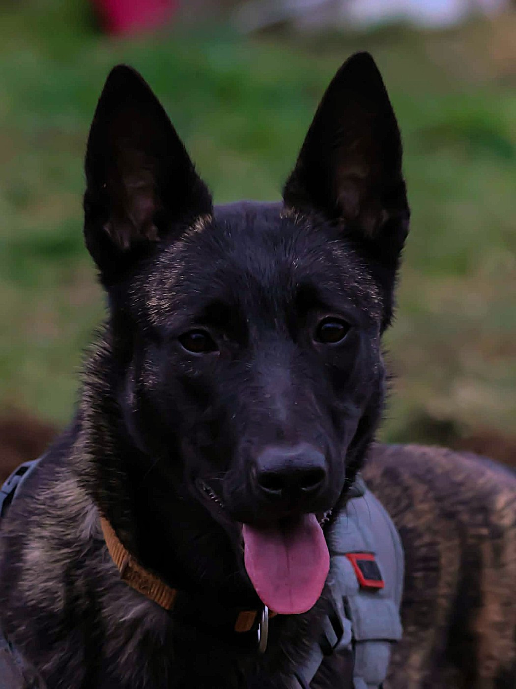 Alpha De La Légion Des Loups