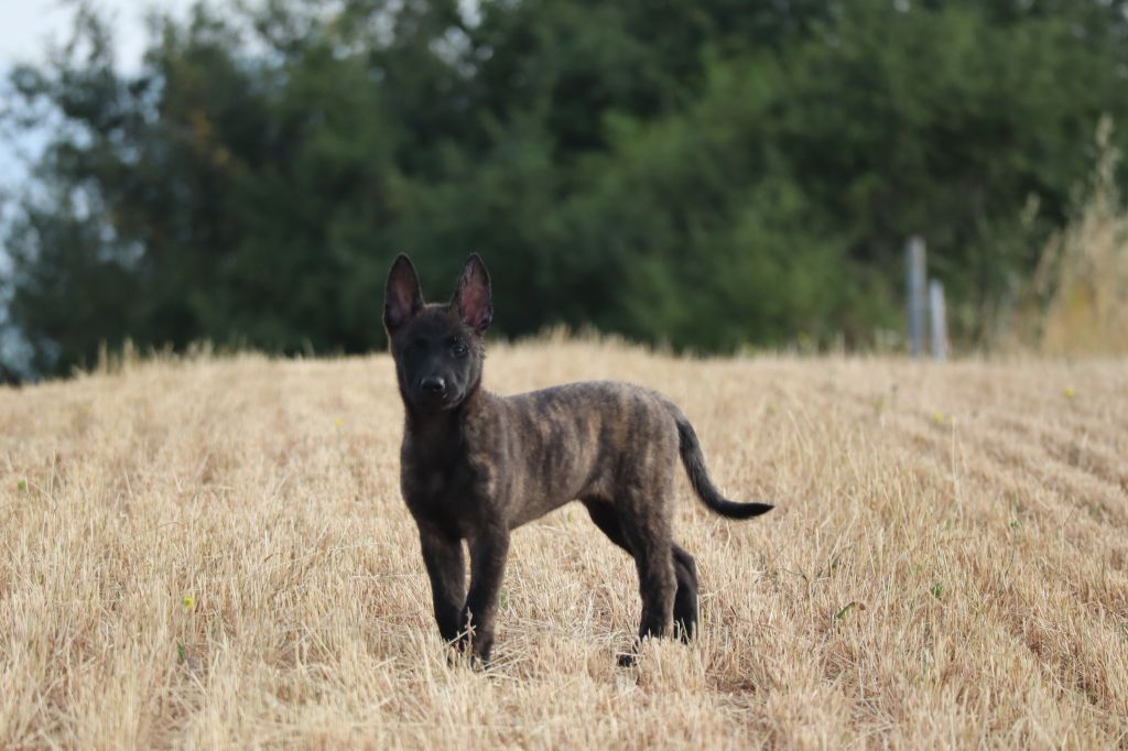 Alpha De La Légion Des Loups