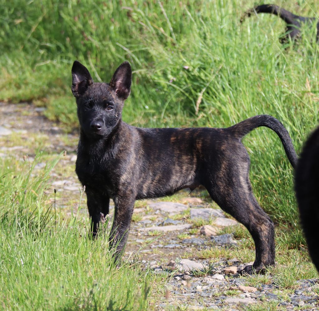 Des Sylves D'ébène - Chiots disponibles - Berger hollandais
