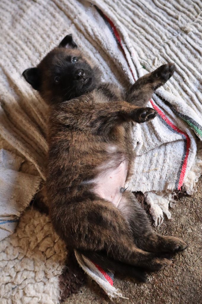 Des Sylves D'ébène - Chiots disponibles - Berger hollandais