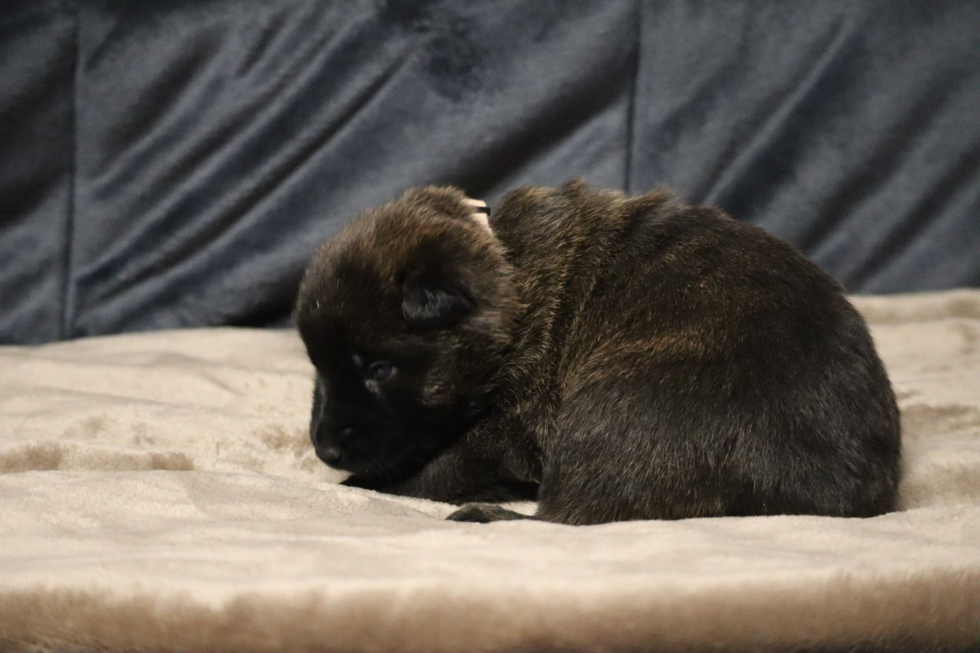 Des Sylves D'ébène - Berger hollandais - Portée née le 24/12/2025