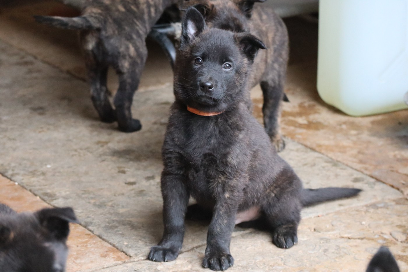 Des Sylves D'ébène - Chiots disponibles - Berger hollandais