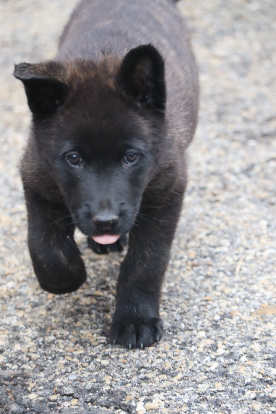 Des Sylves D'ébène - Chiots disponibles - Berger hollandais