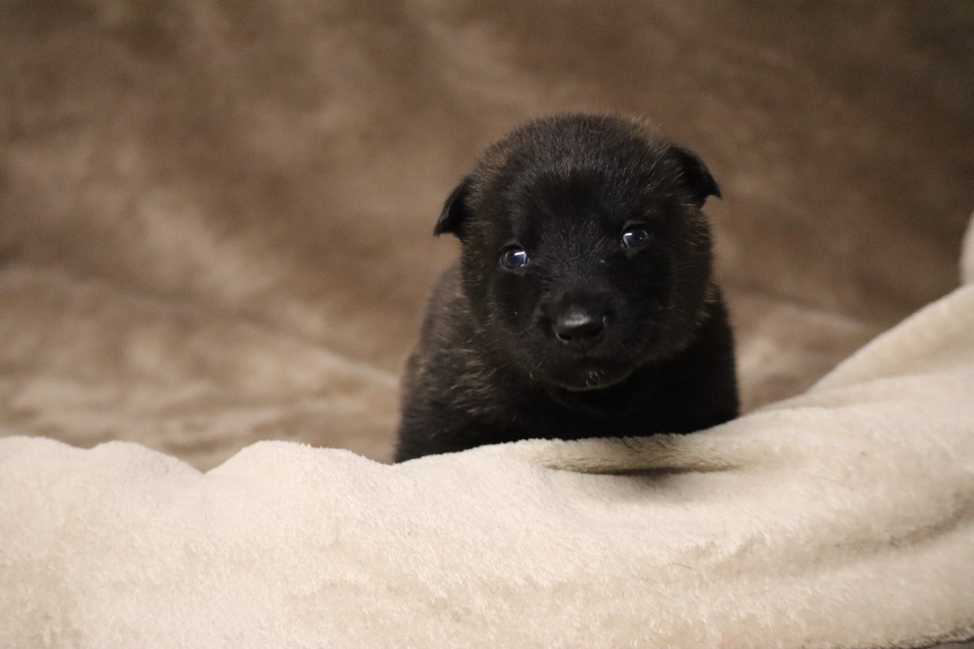 Des Sylves D'ébène - Chiots disponibles - Berger hollandais
