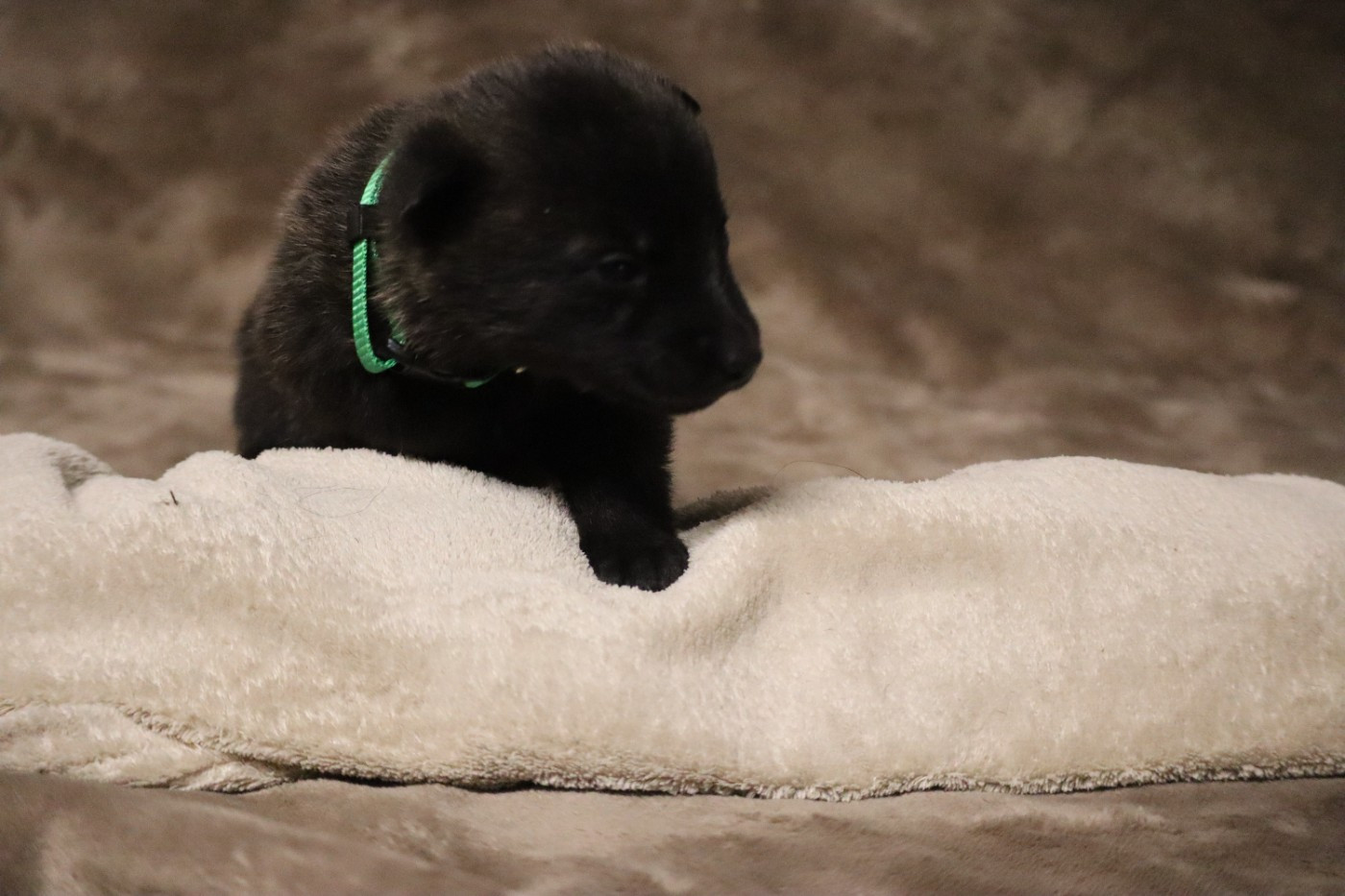Des Sylves D'ébène - Chiots disponibles - Berger hollandais