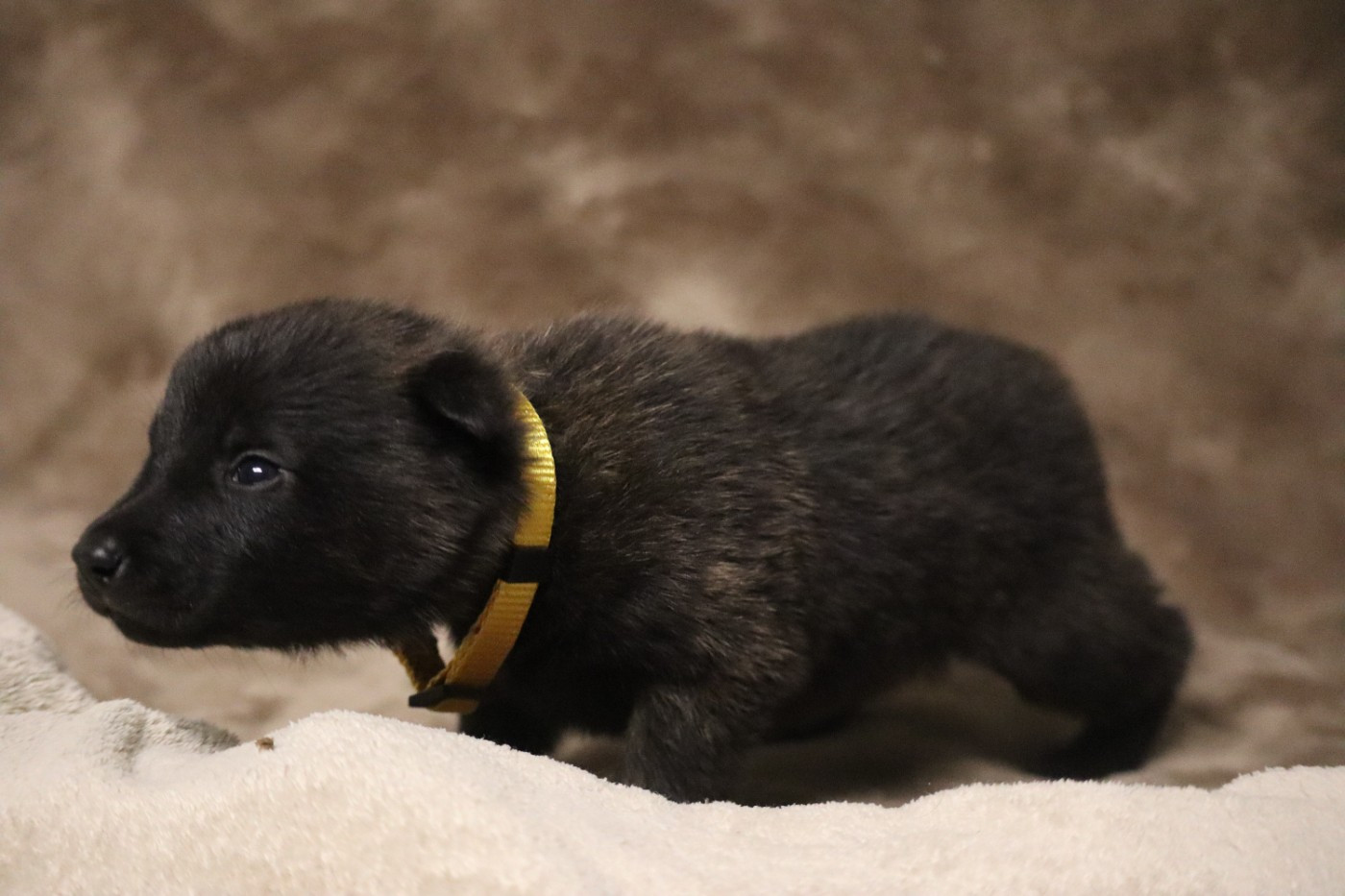 Des Sylves D'ébène - Chiots disponibles - Berger hollandais