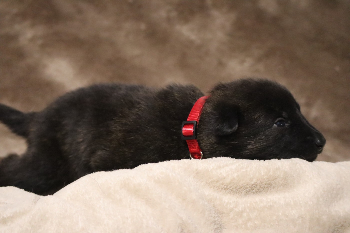 Des Sylves D'ébène - Chiots disponibles - Berger hollandais