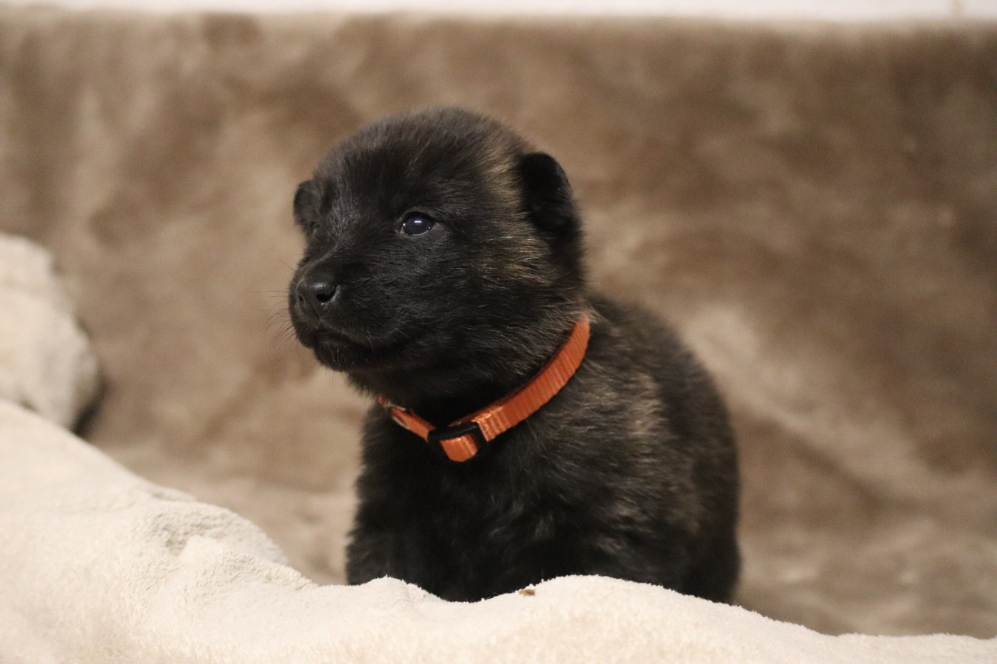 Des Sylves D'ébène - Chiots disponibles - Berger hollandais