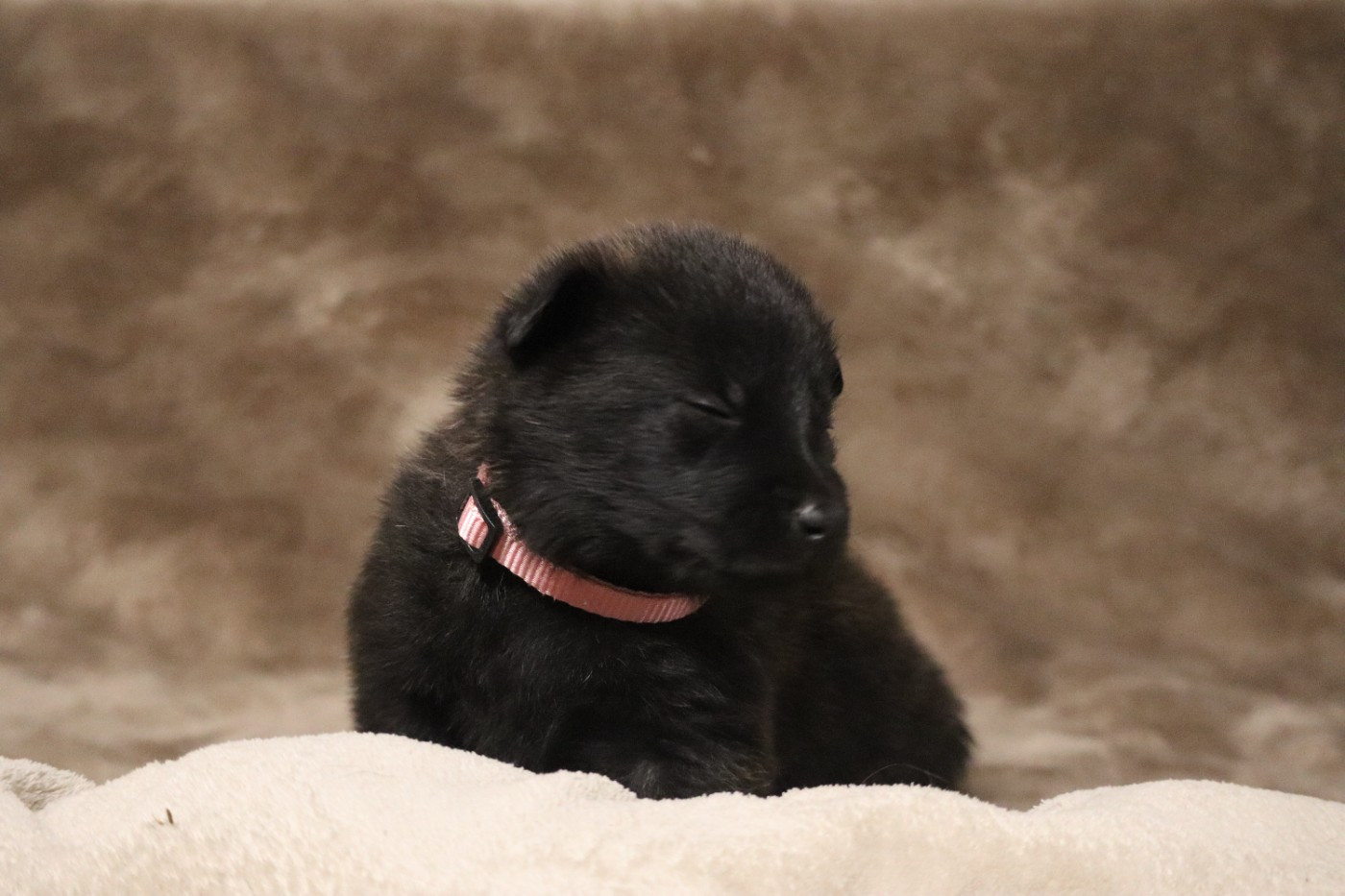 Des Sylves D'ébène - Chiots disponibles - Berger hollandais