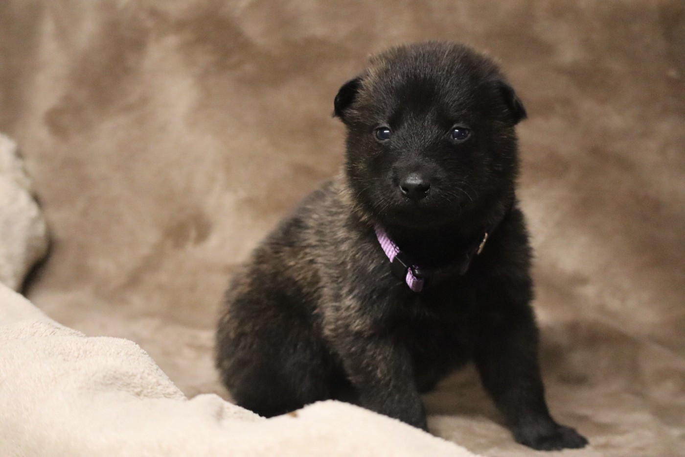 Des Sylves D'ébène - Chiots disponibles - Berger hollandais