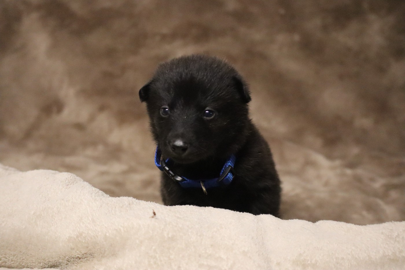 Des Sylves D'ébène - Chiots disponibles - Berger hollandais