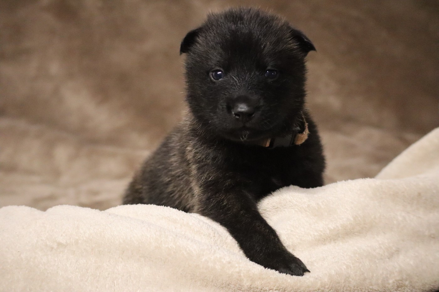 Des Sylves D'ébène - Chiots disponibles - Berger hollandais
