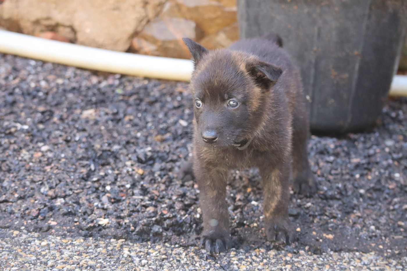Des Sylves D'ébène - Chiots disponibles - Berger hollandais