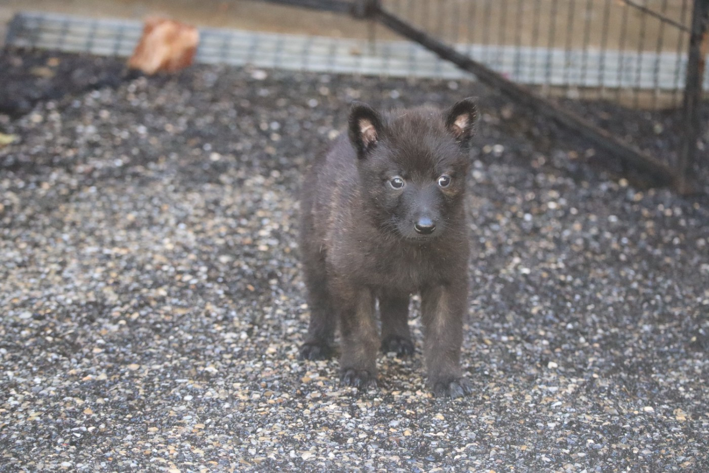 Des Sylves D'ébène - Chiots disponibles - Berger hollandais