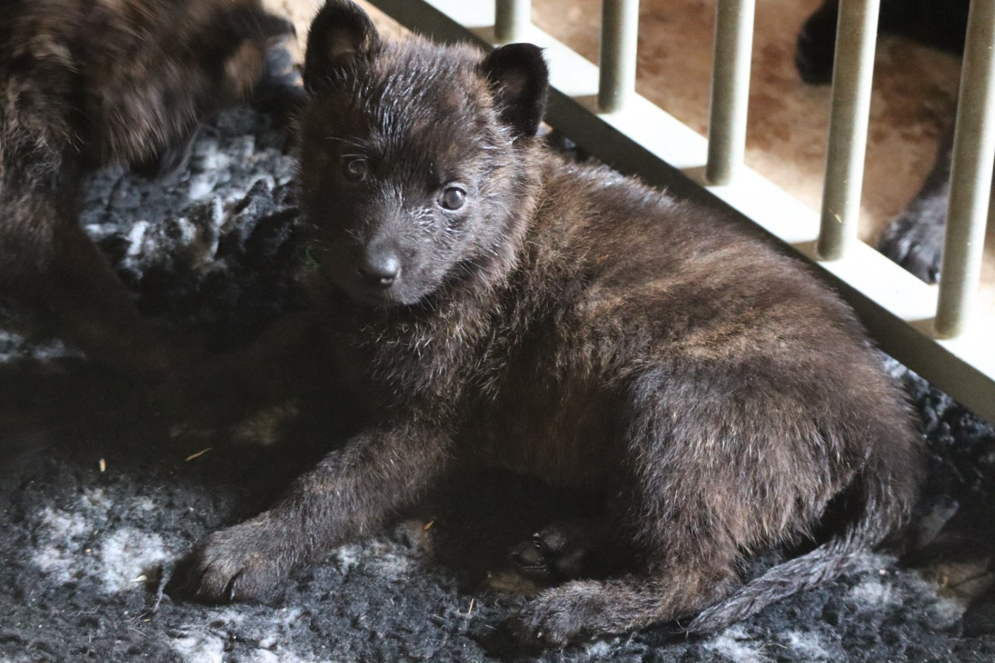 Des Sylves D'ébène - Chiots disponibles - Berger hollandais