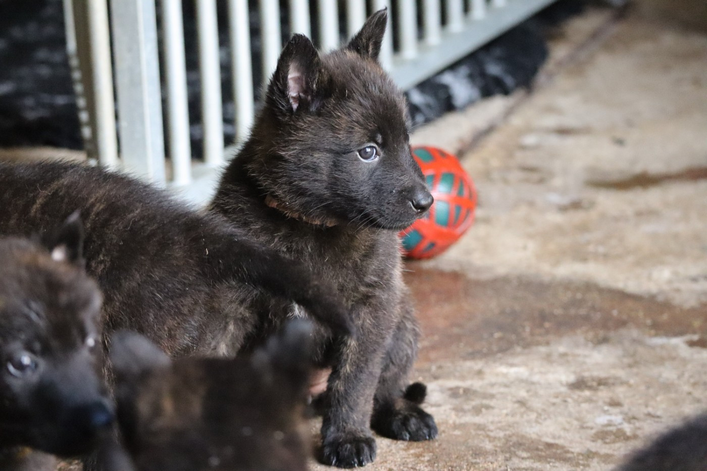 Des Sylves D'ébène - Chiots disponibles - Berger hollandais
