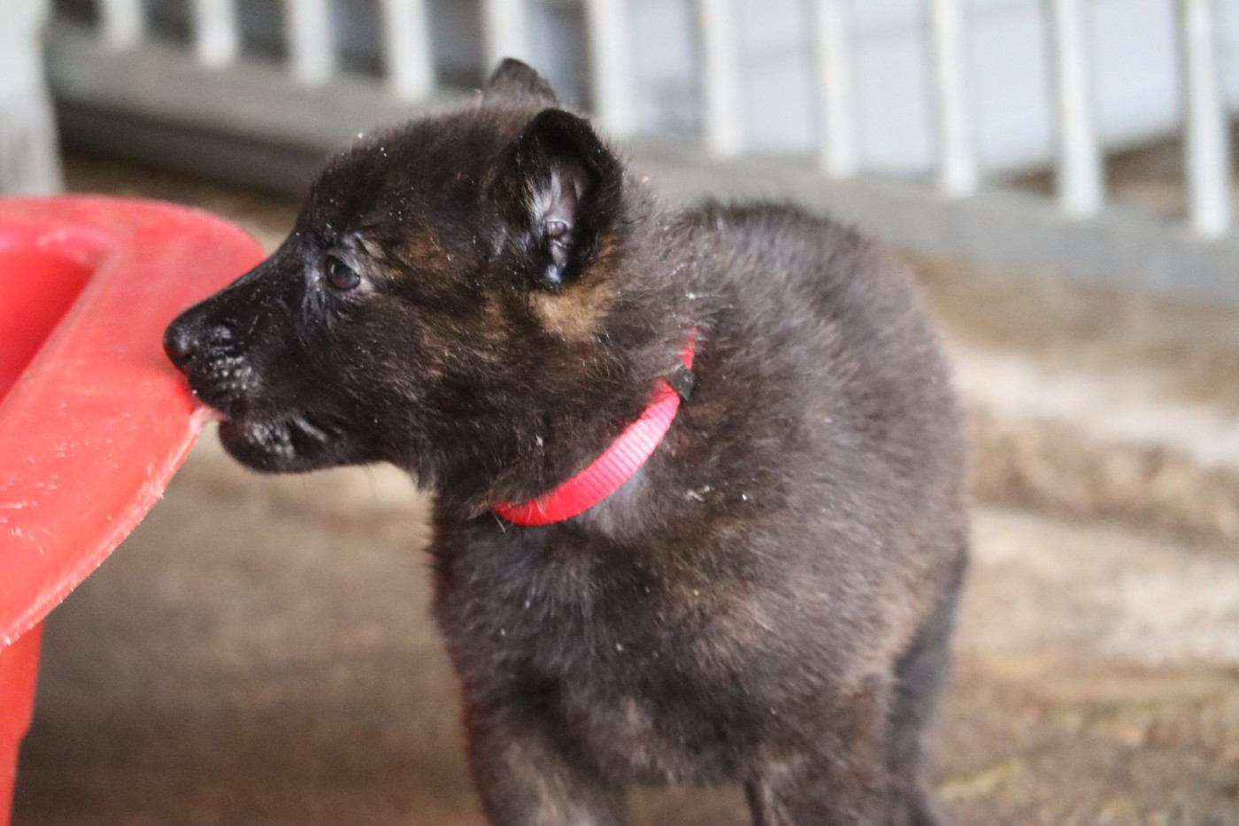 Des Sylves D'ébène - Chiots disponibles - Berger hollandais