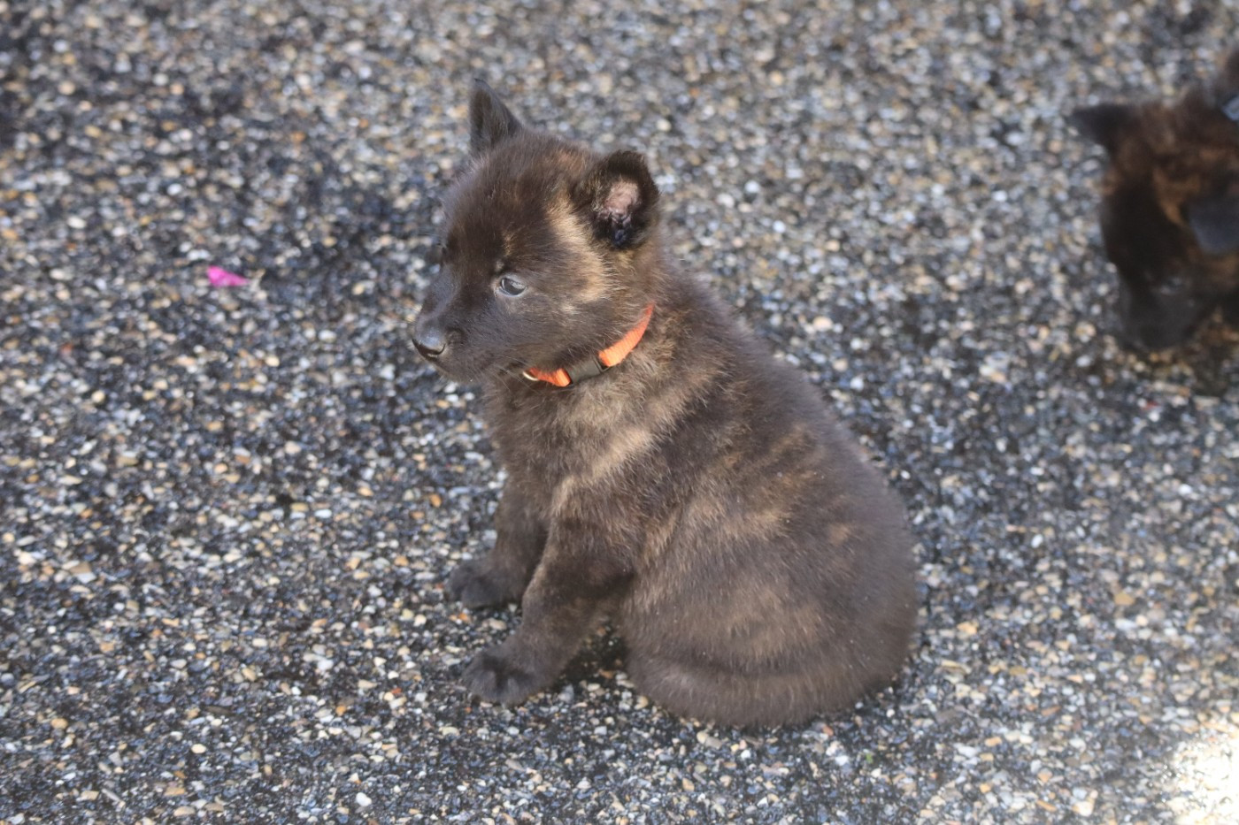 Des Sylves D'ébène - Chiots disponibles - Berger hollandais