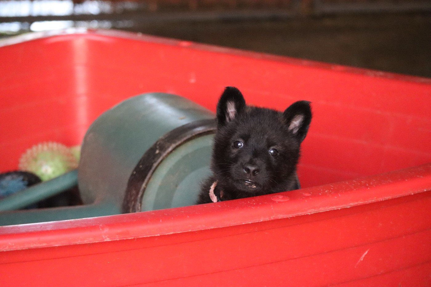 Des Sylves D'ébène - Chiots disponibles - Berger hollandais