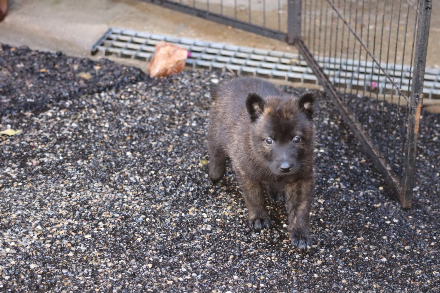 Des Sylves D'ébène - Chiots disponibles - Berger hollandais