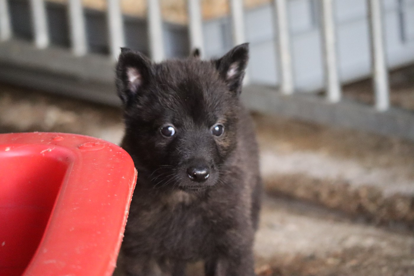 Des Sylves D'ébène - Chiots disponibles - Berger hollandais