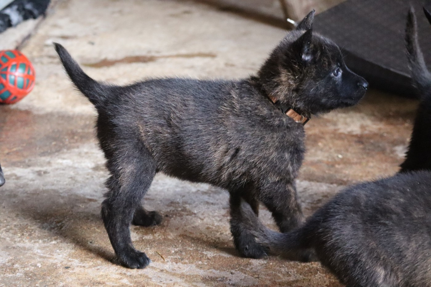 Des Sylves D'ébène - Chiots disponibles - Berger hollandais