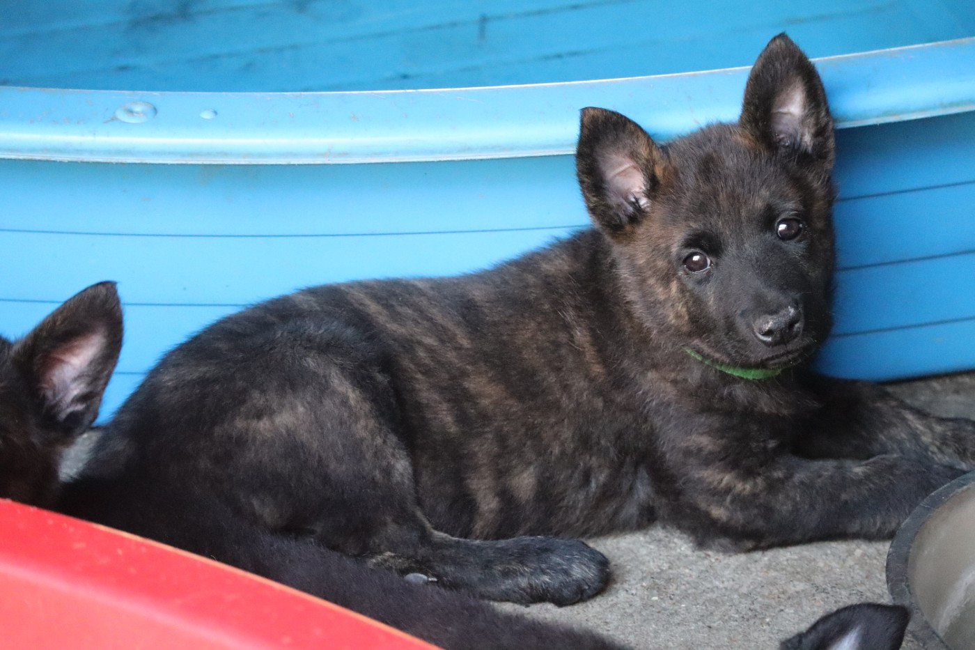 Des Sylves D'ébène - Chiots disponibles - Berger hollandais