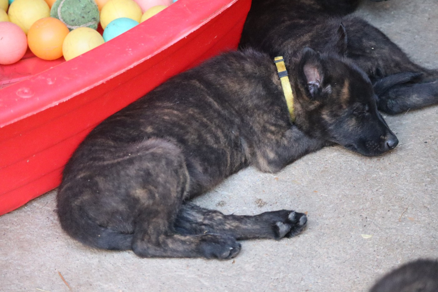 Des Sylves D'ébène - Chiots disponibles - Berger hollandais