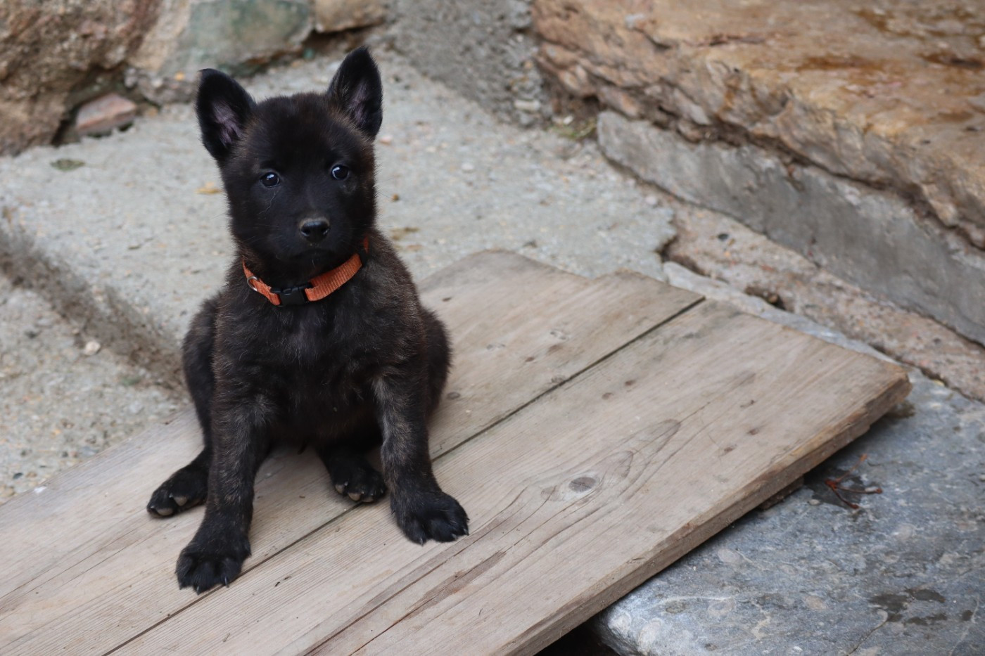 Des Sylves D'ébène - Chiots disponibles - Berger hollandais