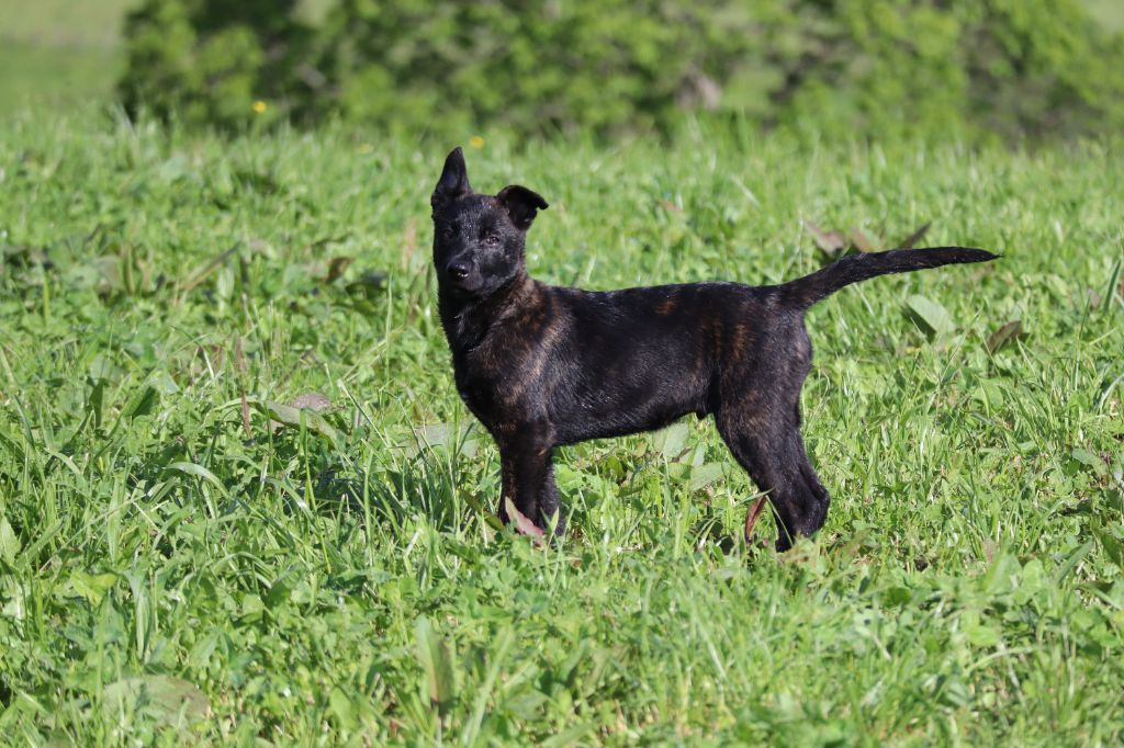Des Sylves D'ébène - Chiots disponibles - Berger hollandais