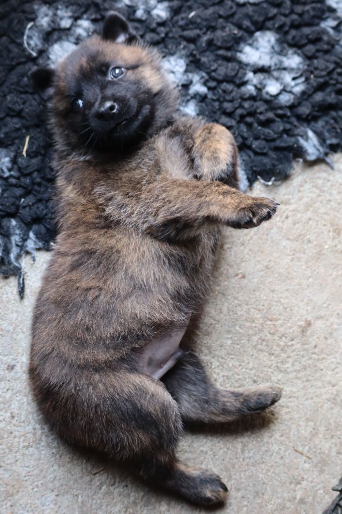 Des Sylves D'ébène - Chiots disponibles - Berger hollandais