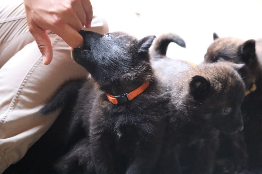 Des Sylves D'ébène - Chiots disponibles - Berger hollandais