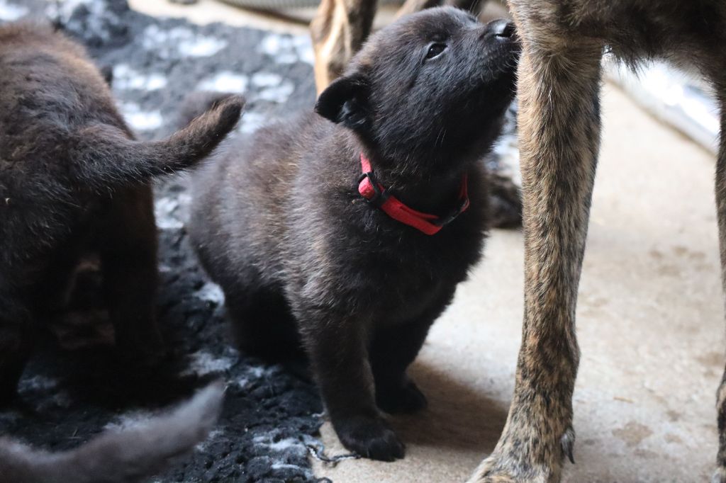 Des Sylves D'ébène - Chiots disponibles - Berger hollandais